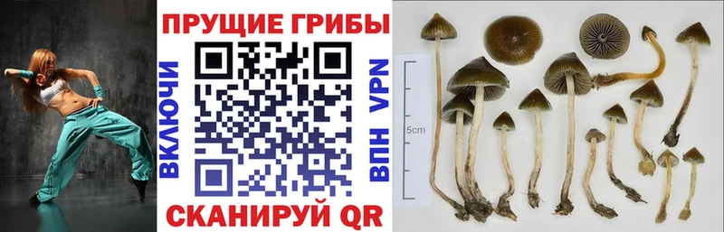 Псилоцибиновые грибы мицелий площадка состав Нововоронеж